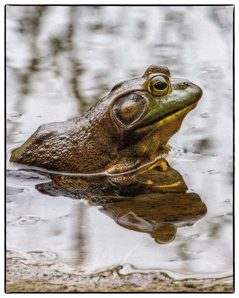 Green Frog Meditating