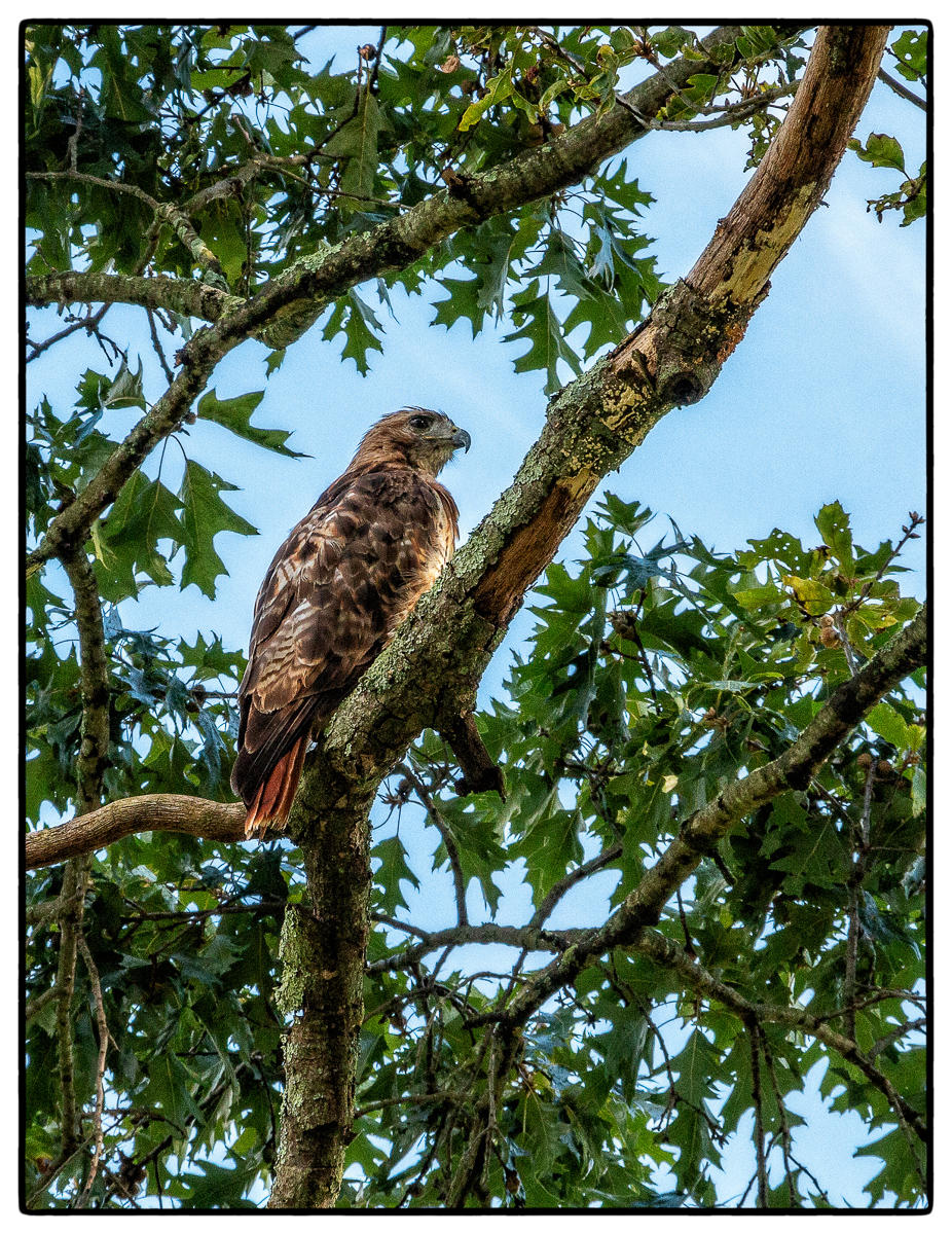 Surveying Red Tail