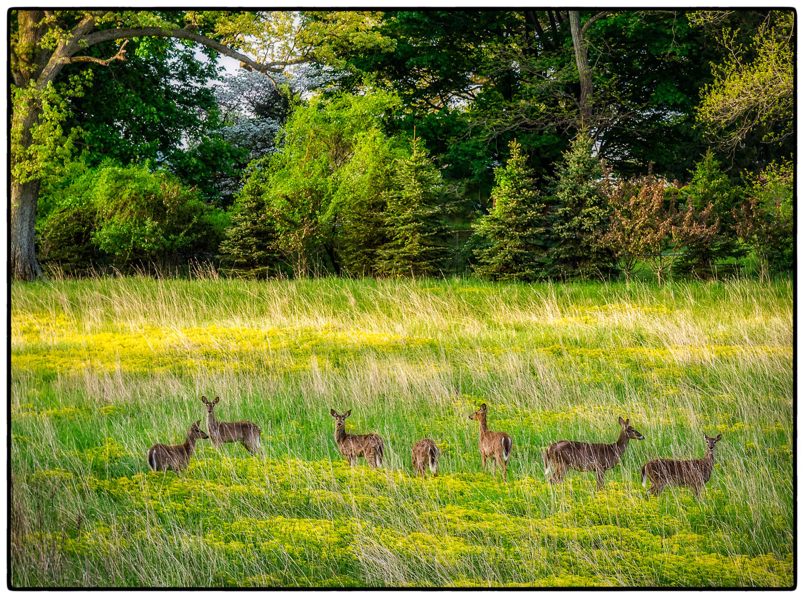 The Gangs All Here, Cold Spring, NY