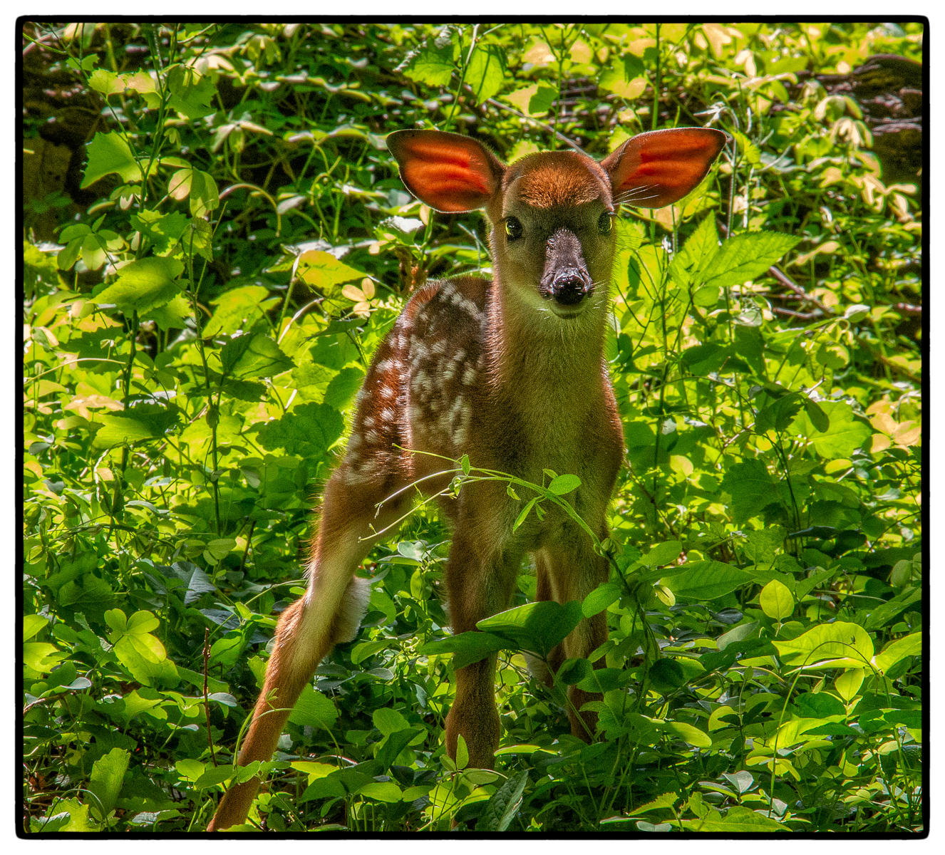 Baby Fawn