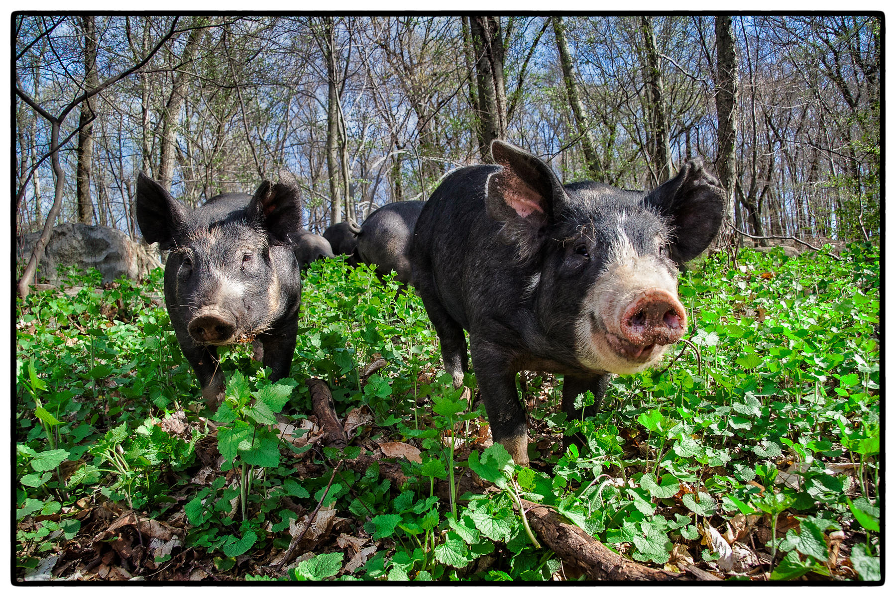 Piglets!