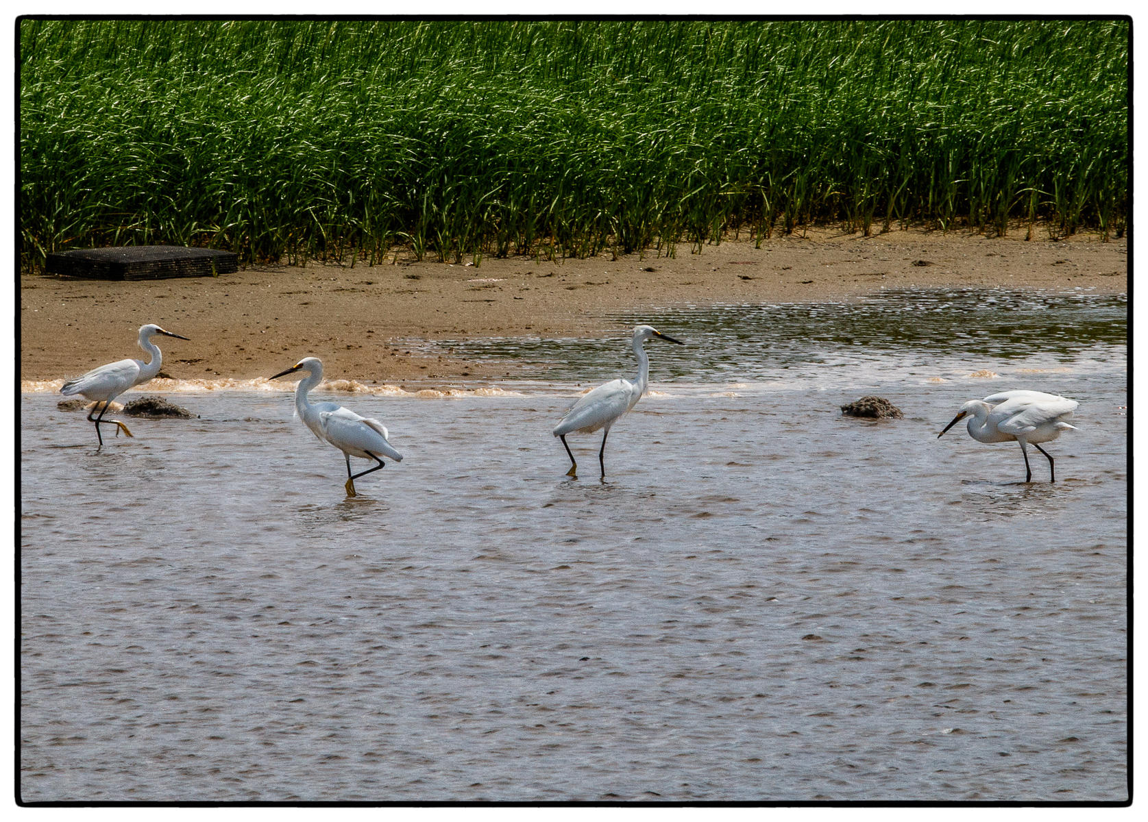 Egrets Fishing at Lowering Tide