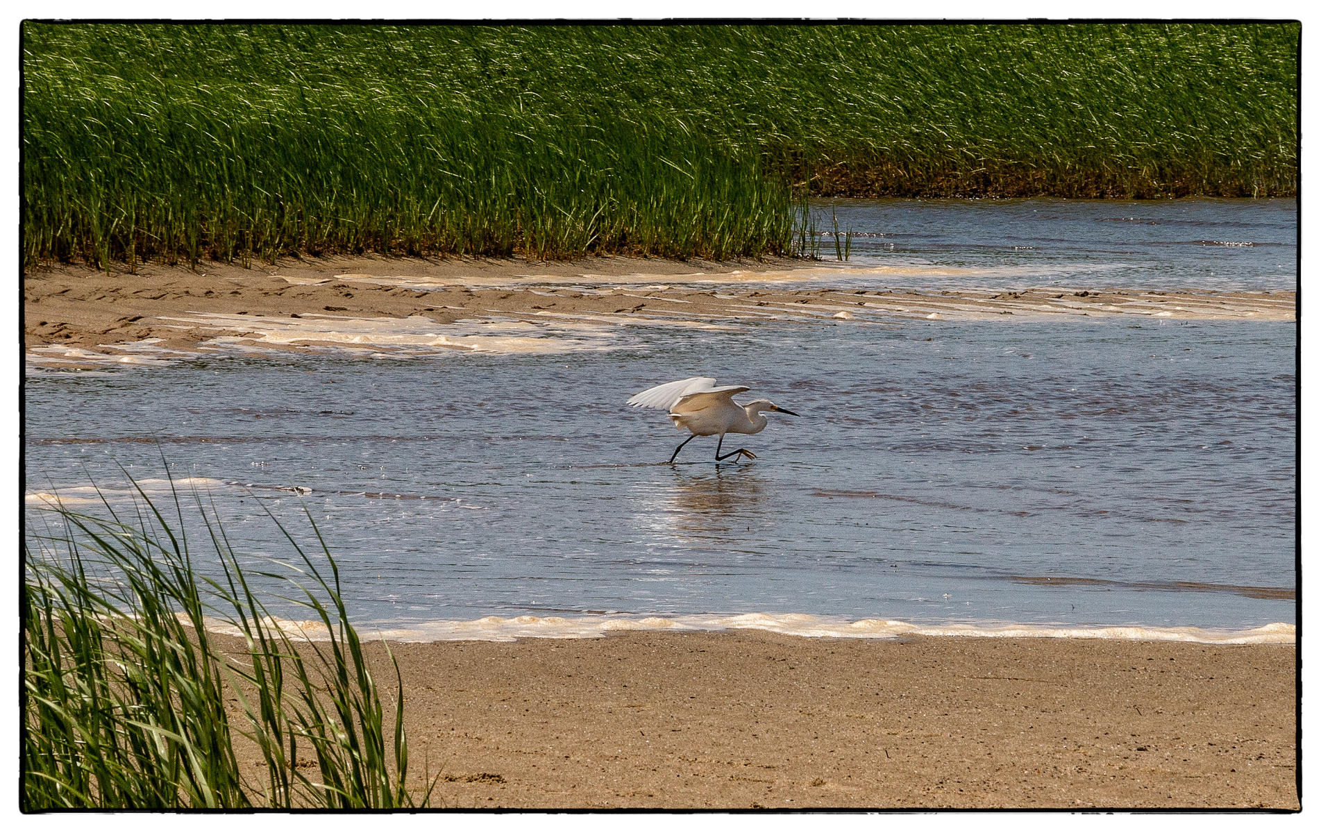 Stalking Egret