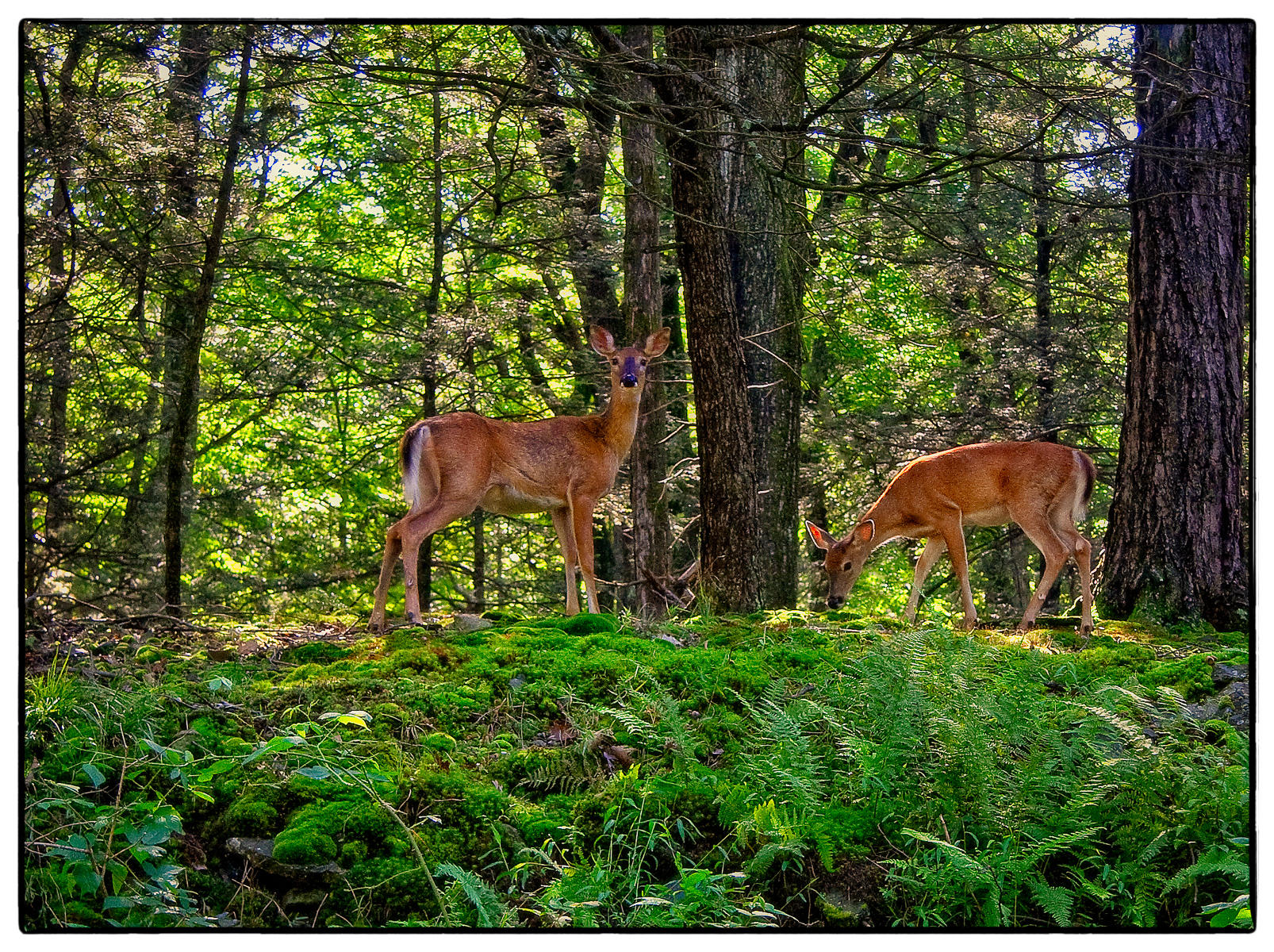 Harriman Habitat