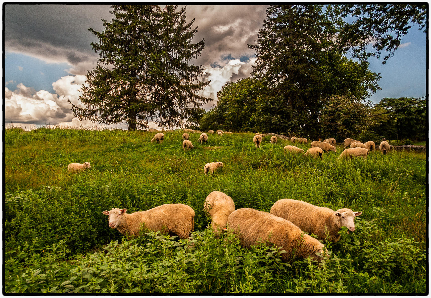 Sheep at Stone Barn