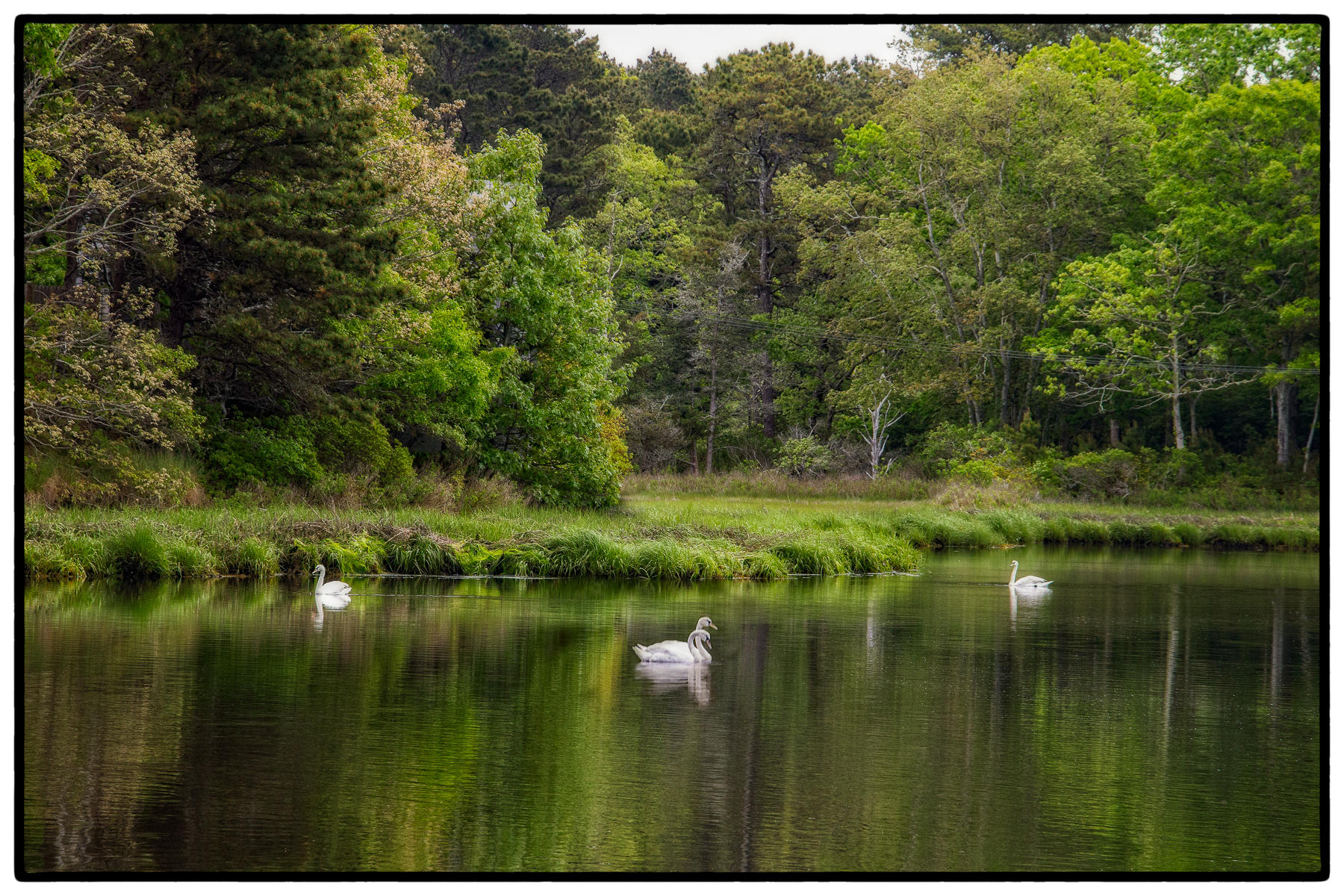 Swans by the Lady Slipper Walk, Cape Cod