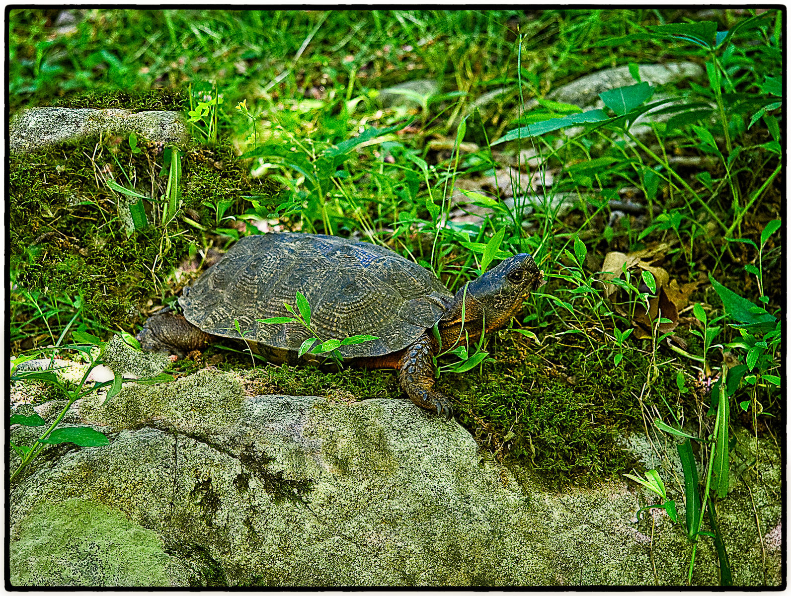 Wood Turtle