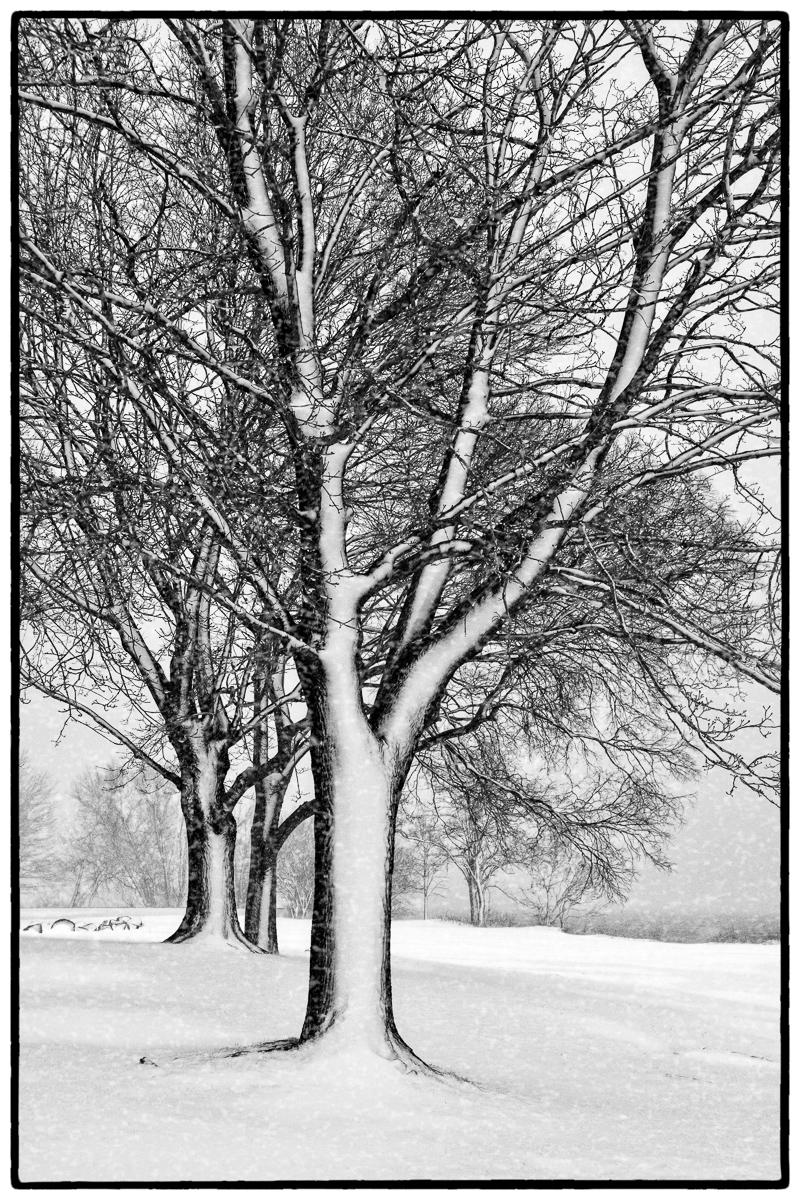 Snowy Line up