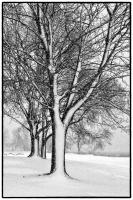 All images © Jane Marcy. All Rights Reserved.      