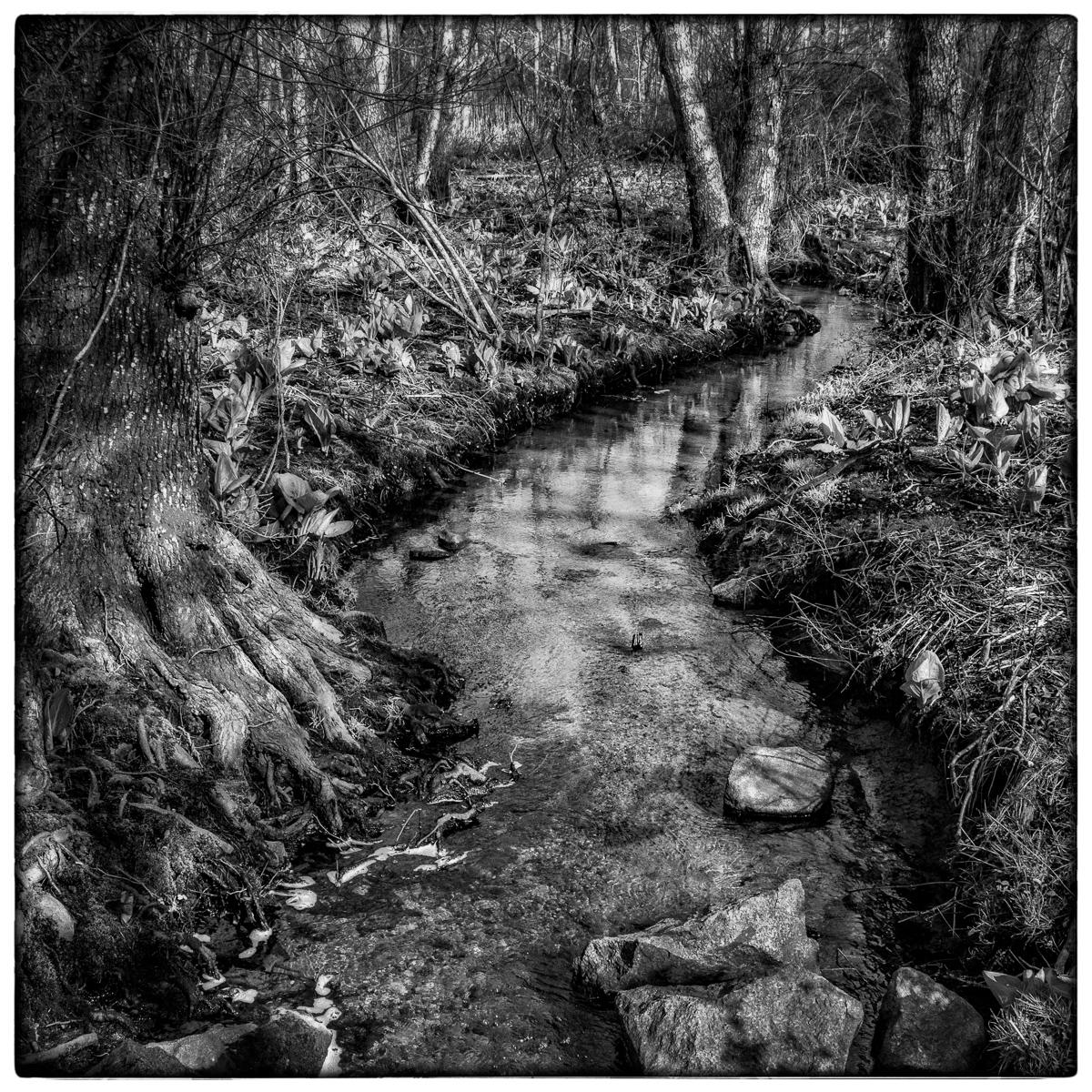 Winding Stream, Early Spring