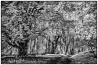 All images © Jane Marcy. All Rights Reserved.      