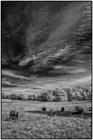 All images © Jane Marcy. All Rights Reserved.      