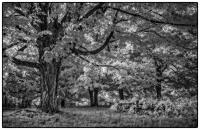 All images © Jane Marcy. All Rights Reserved.      