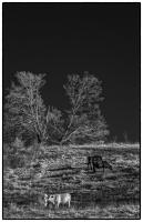 All images © Jane Marcy. All Rights Reserved.      