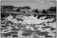 All images © Jane Marcy. All Rights Reserved.      