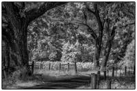 All images © Jane Marcy. All Rights Reserved.      
