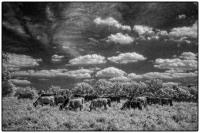 All images © Jane Marcy. All Rights Reserved.      