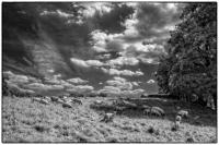 All images © Jane Marcy. All Rights Reserved.      