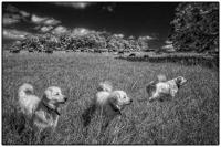 All images © Jane Marcy. All Rights Reserved.      