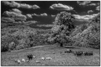 All images © Jane Marcy. All Rights Reserved.      