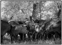All images © Jane Marcy. All Rights Reserved.      