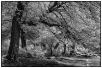 All images © Jane Marcy. All Rights Reserved.      