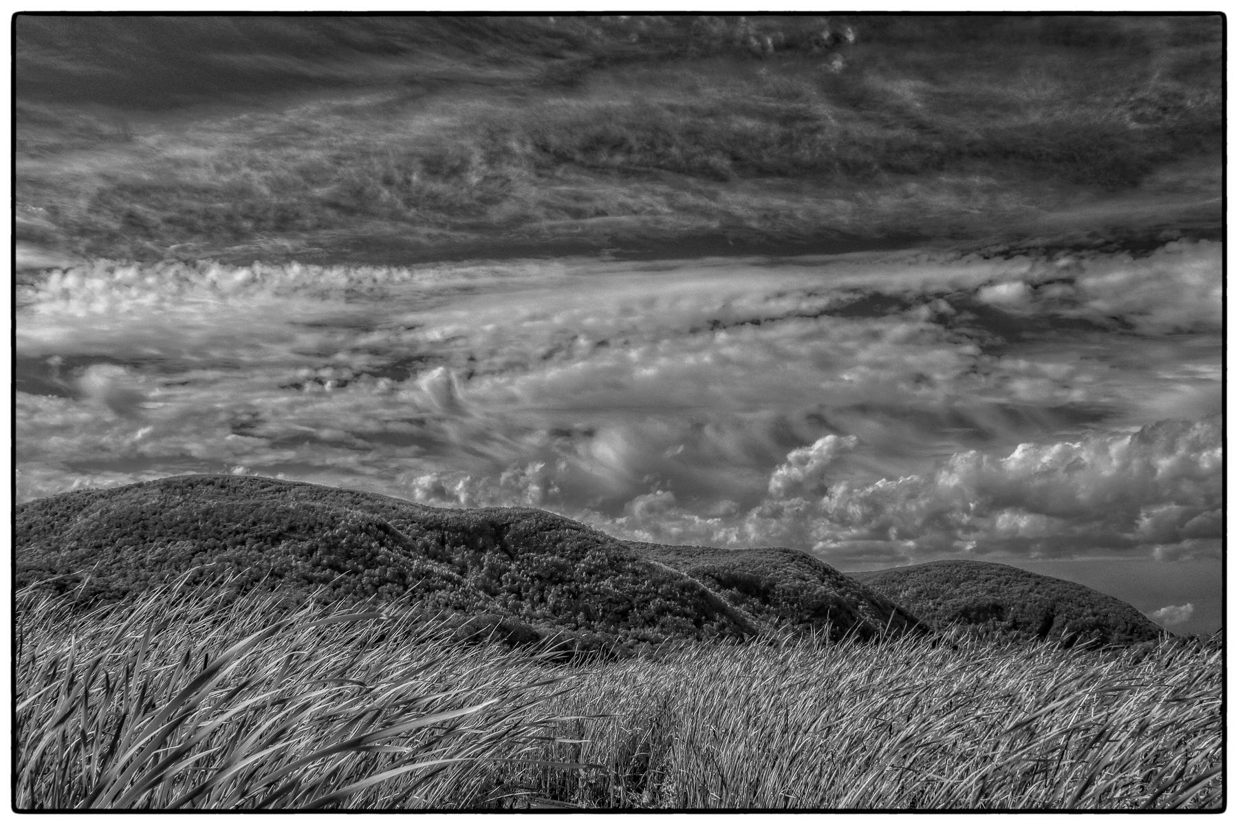 Windswept Grasses, Constitution Marsh