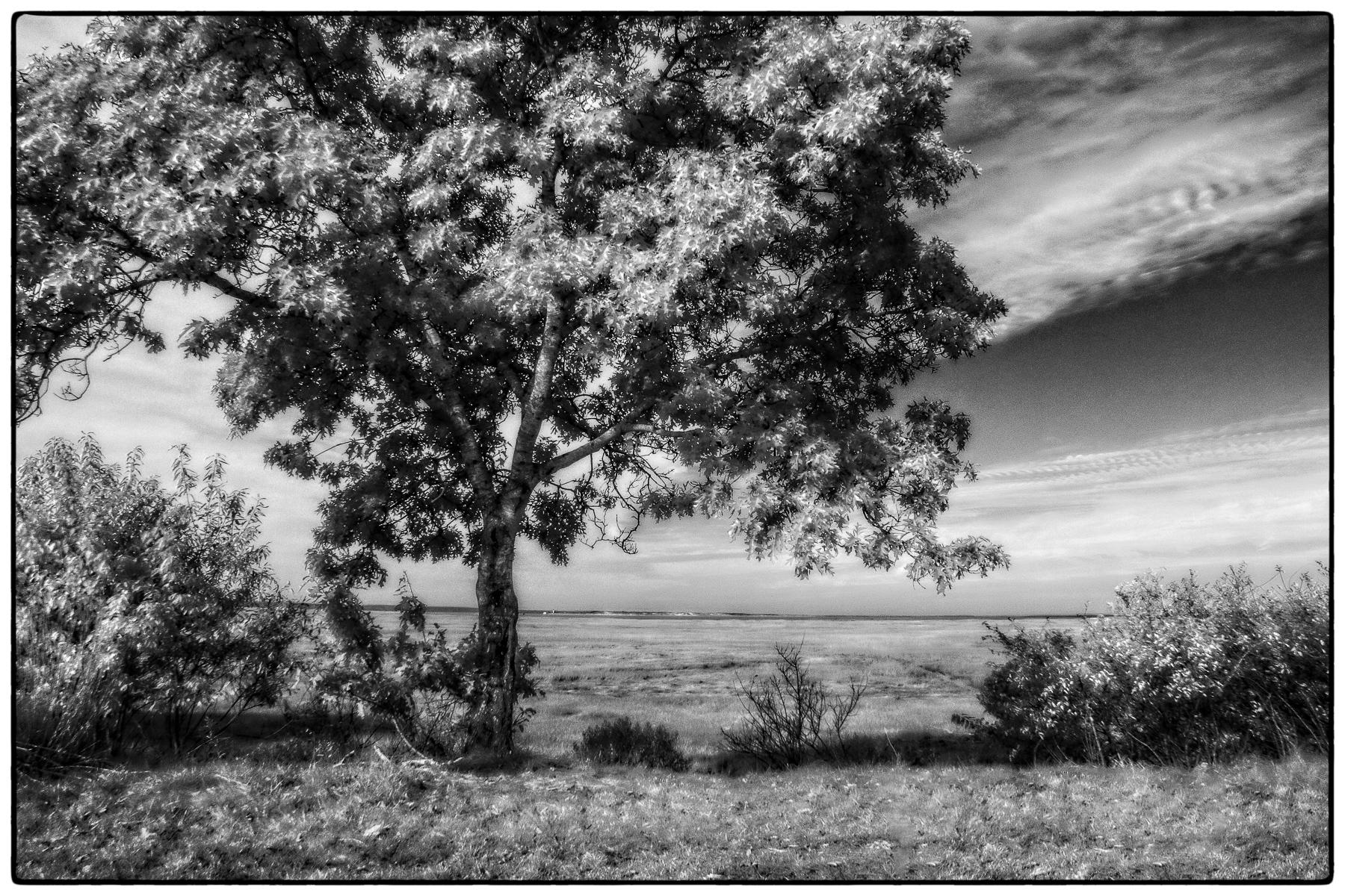 On the edge of the Marsh