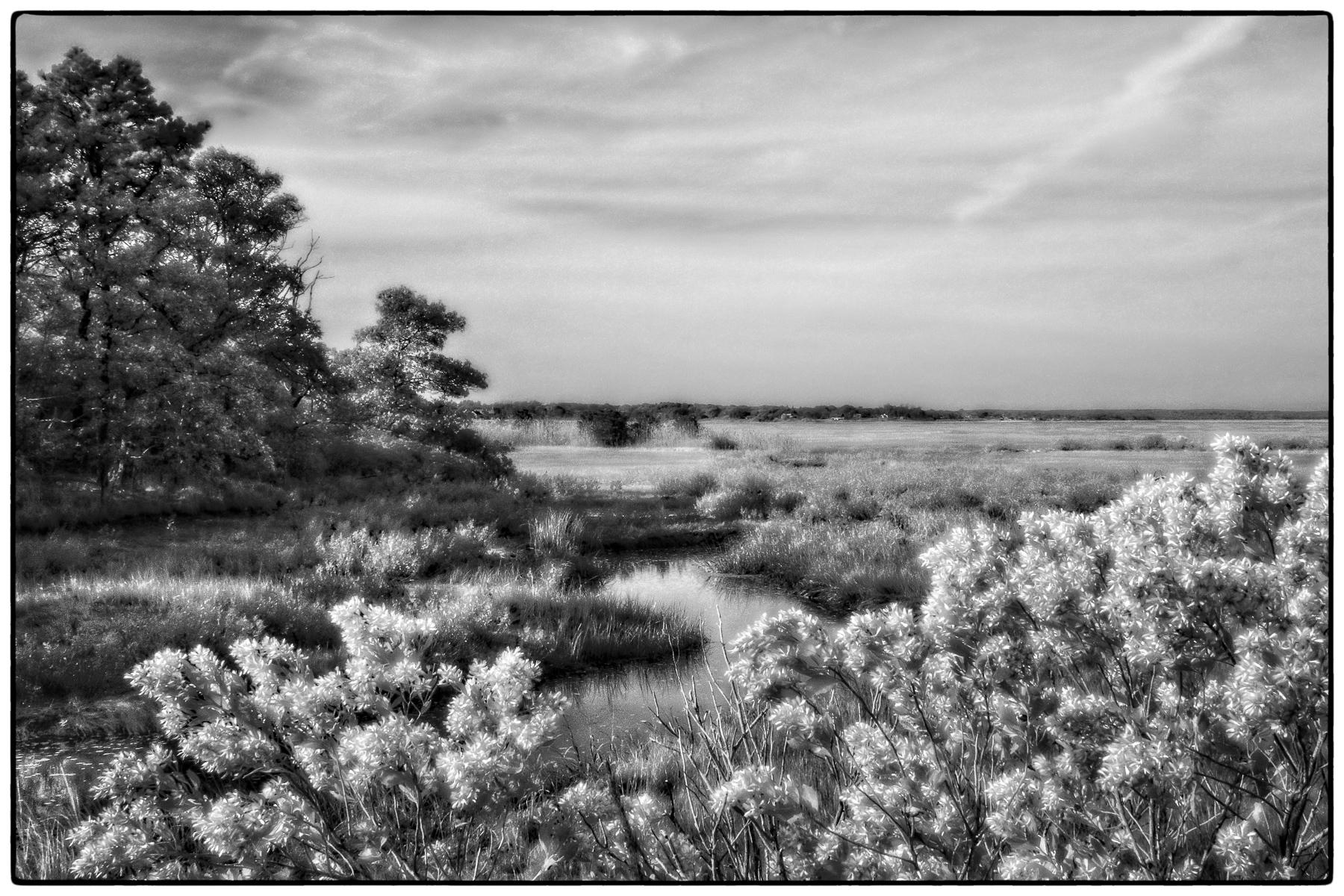 Callery-Darling Conservation Area