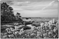 All images © Jane Marcy. All Rights Reserved.      