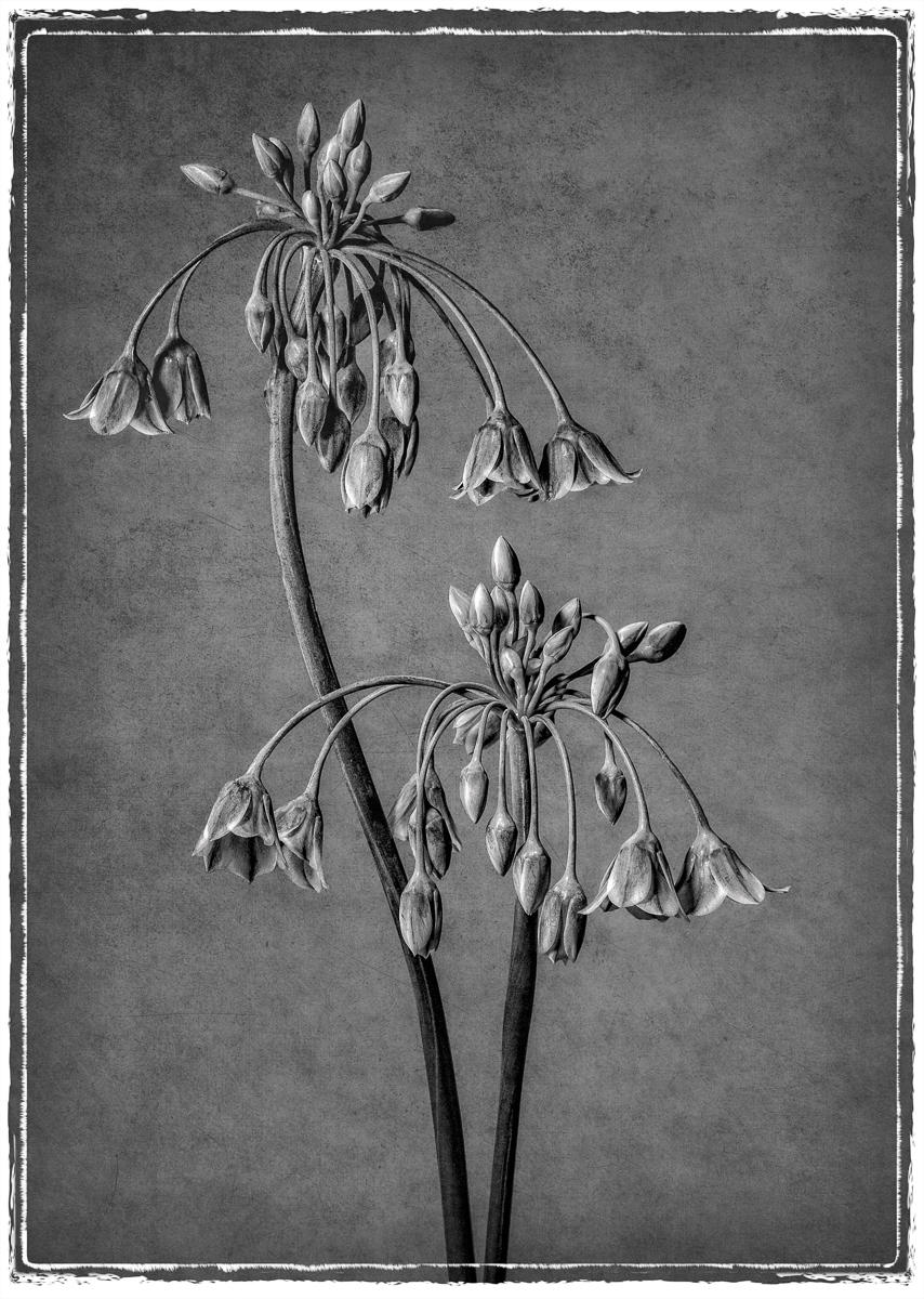 Allium Bulgaricum