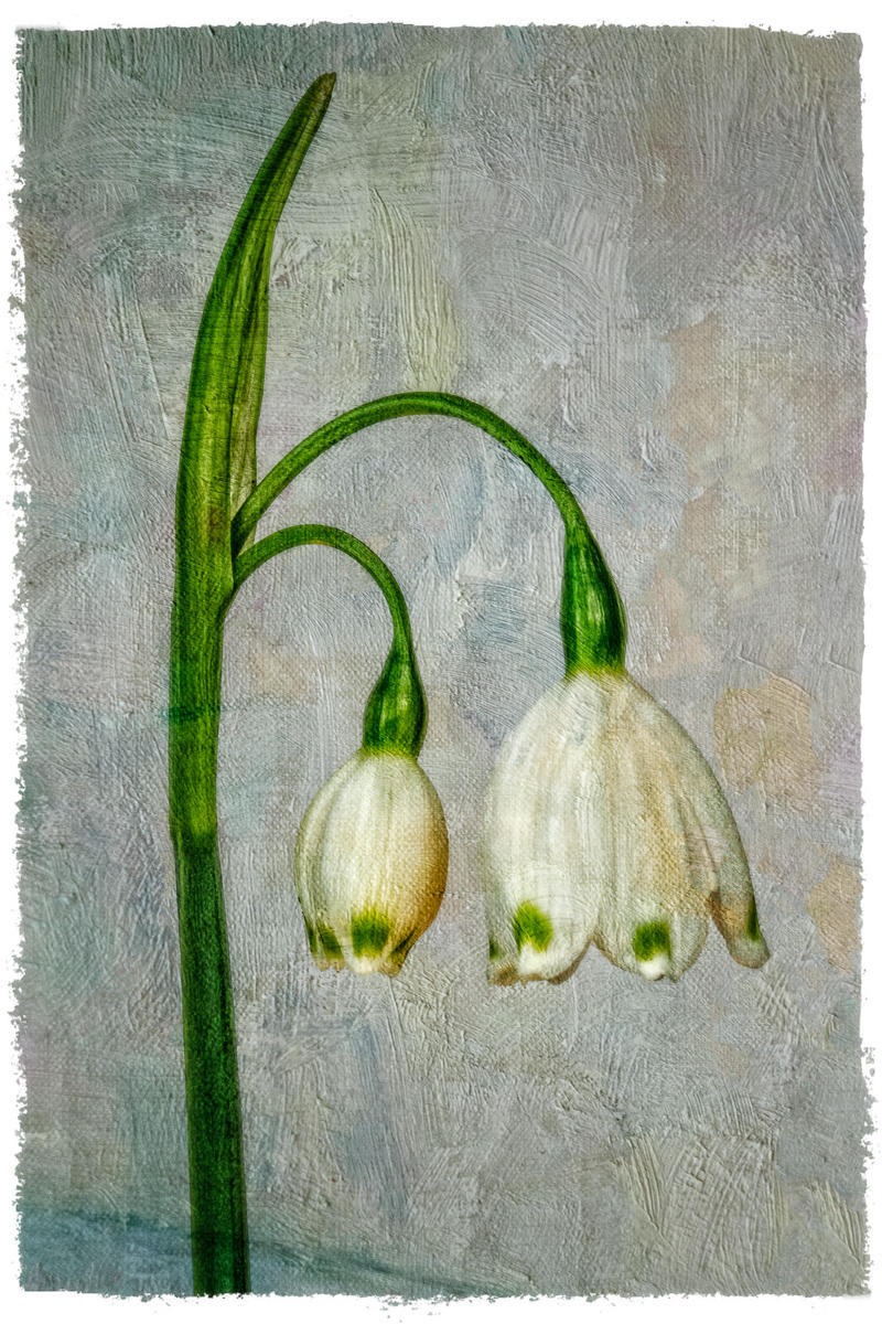 Leucojum