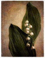 All images © Jane Marcy. All Rights Reserved.      