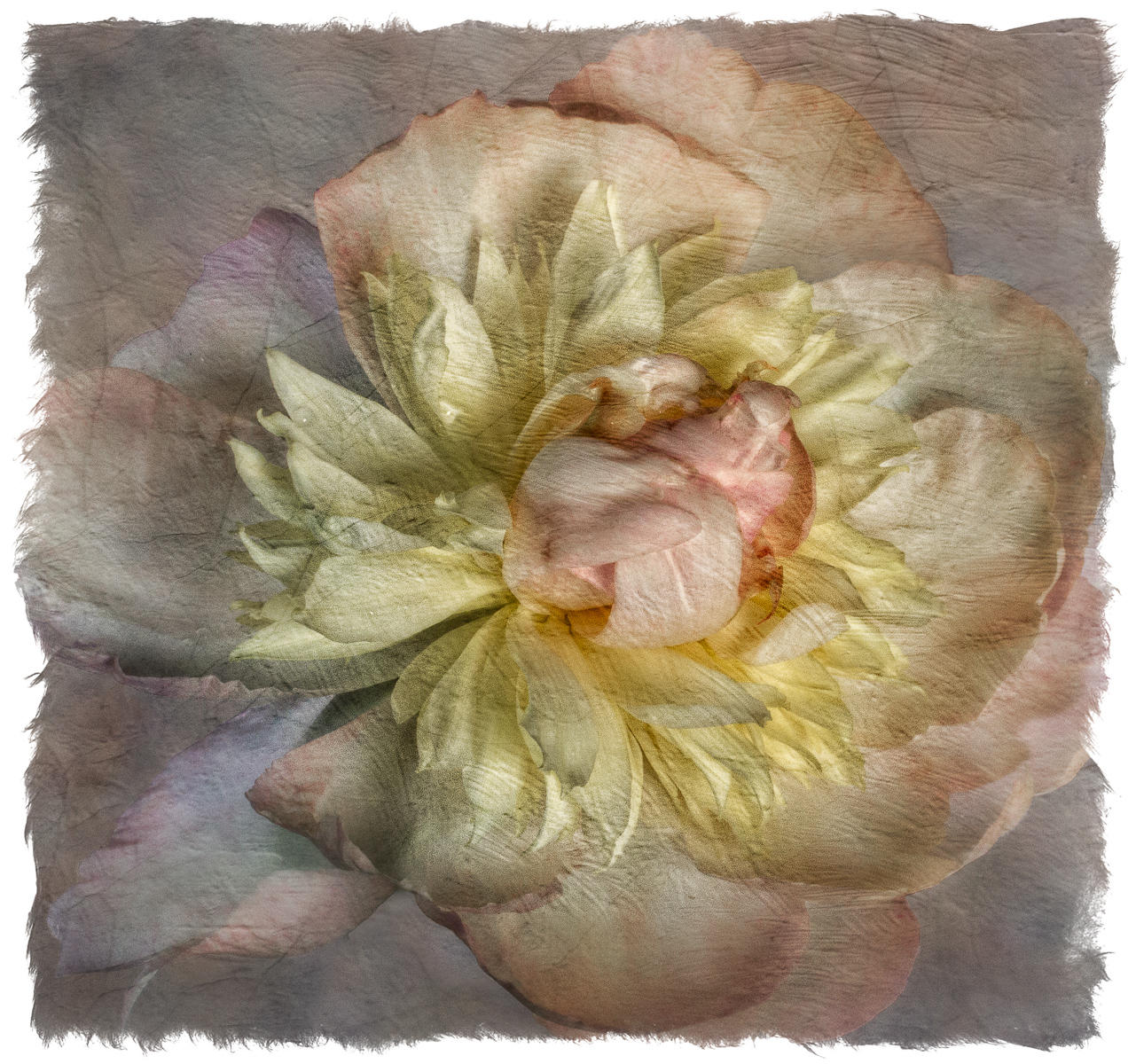 Peony 2