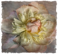 All images © Jane Marcy. All Rights Reserved.      