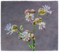 All images © Jane Marcy. All Rights Reserved.      