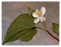All images © Jane Marcy. All Rights Reserved.      