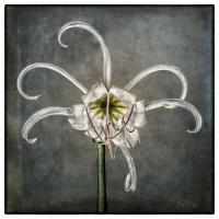All images © Jane Marcy. All Rights Reserved.      