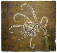 All images © Jane Marcy. All Rights Reserved.      