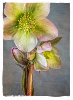 All images © Jane Marcy. All Rights Reserved.      