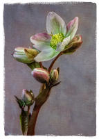 All images © Jane Marcy. All Rights Reserved.      