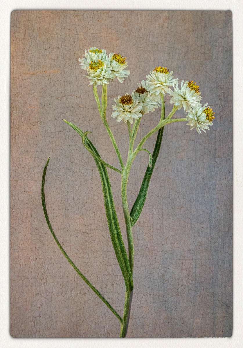 Pearly Everlasting