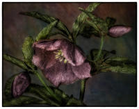 All images © Jane Marcy. All Rights Reserved.      