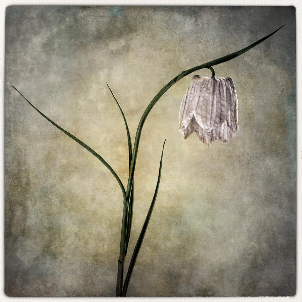 Fritillaria Meleagris