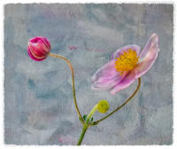 All images © Jane Marcy. All Rights Reserved.      