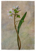 All images © Jane Marcy. All Rights Reserved.      