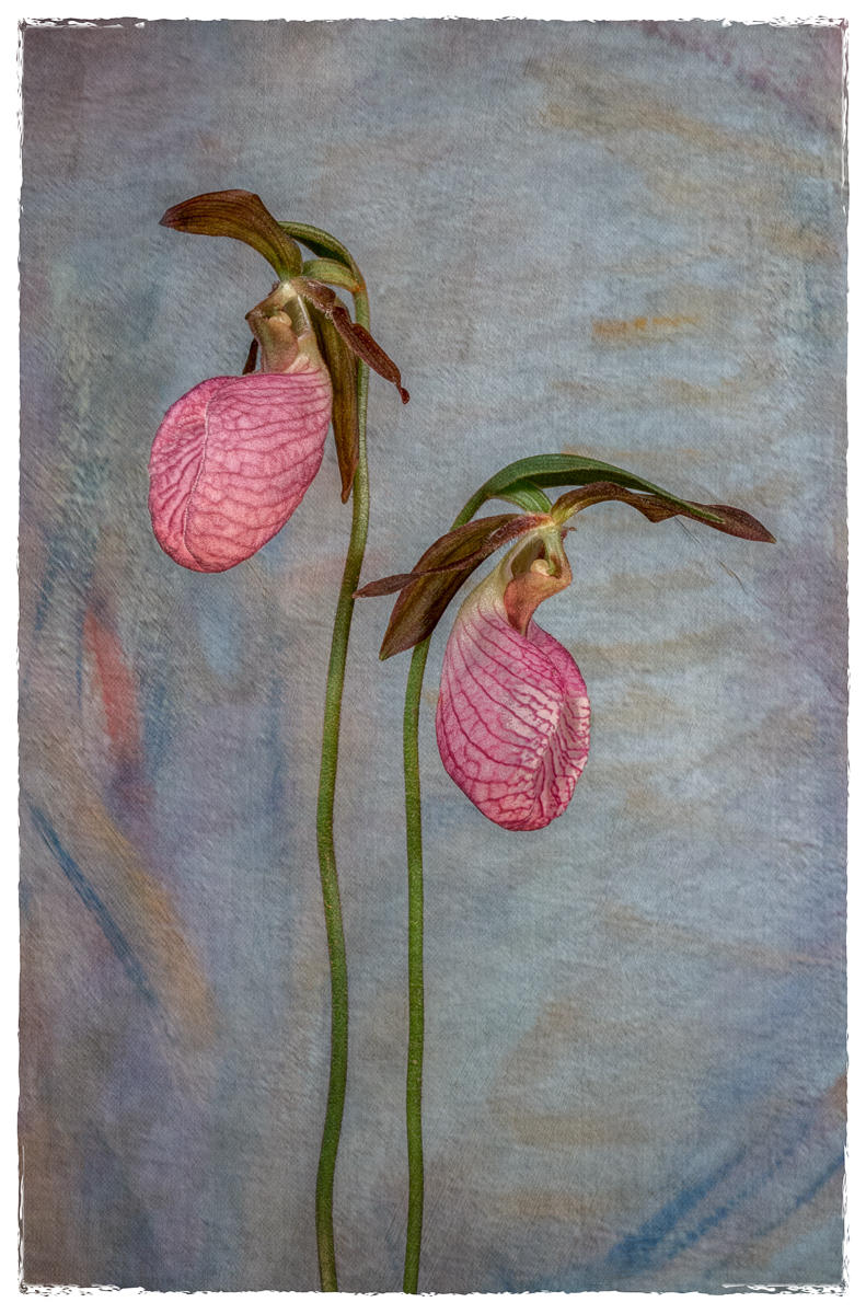 Lady Slippers