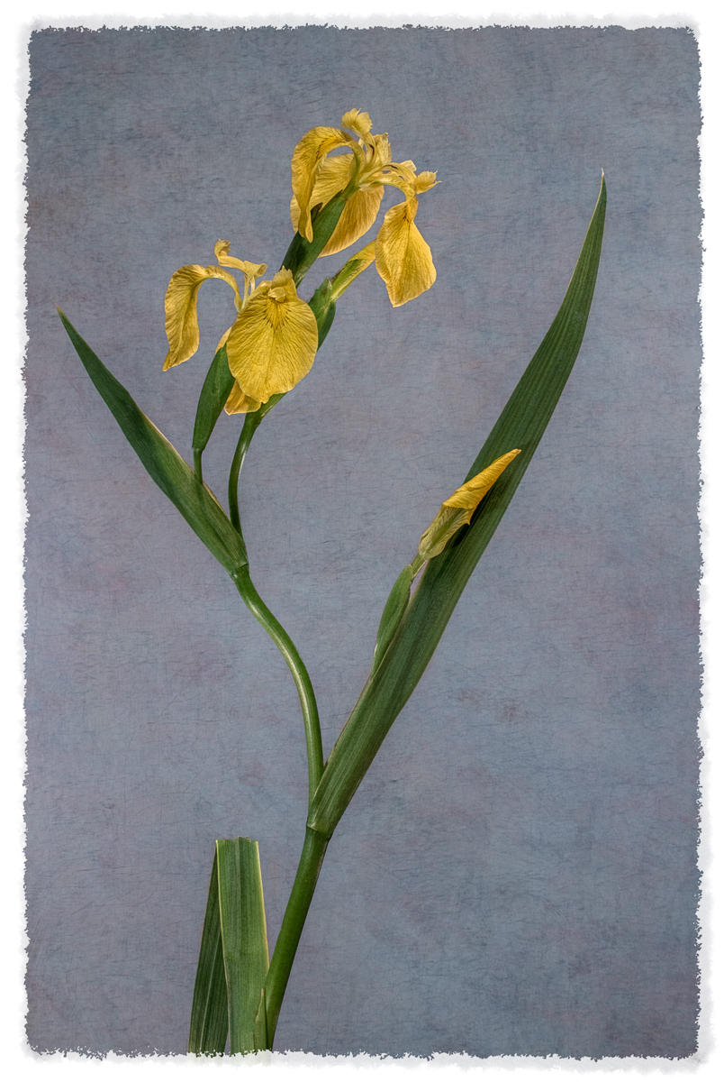 Yellow Flag Iris