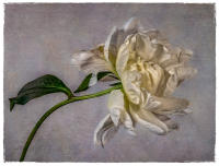 All images © Jane Marcy. All Rights Reserved.      