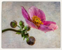 All images © Jane Marcy. All Rights Reserved.      